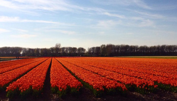 tulipani